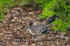 USA, New Mexico. Greater roadrunner with nesting material. Art Print